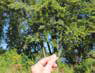 Clear Glass
